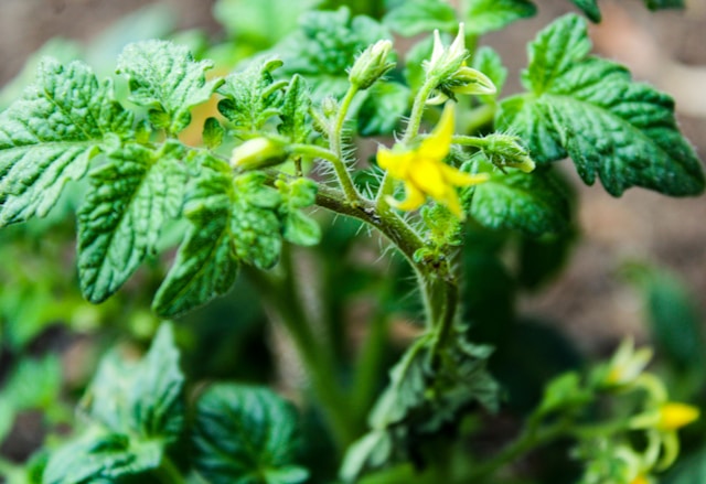 a close up of a tomato plant